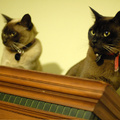 cat_thumb