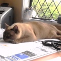 chase_helping_in_the_office_thumb