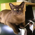 mocha_june_2009_thumb
